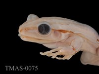 Brauer's tree frog Collection Image, Figure 13, Total 13 Figures